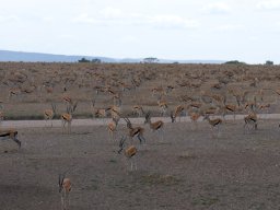 Bologonja_Seronera2009-64